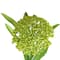 12 Pack: Green Queen Anne's Lace Spray by Ashland®